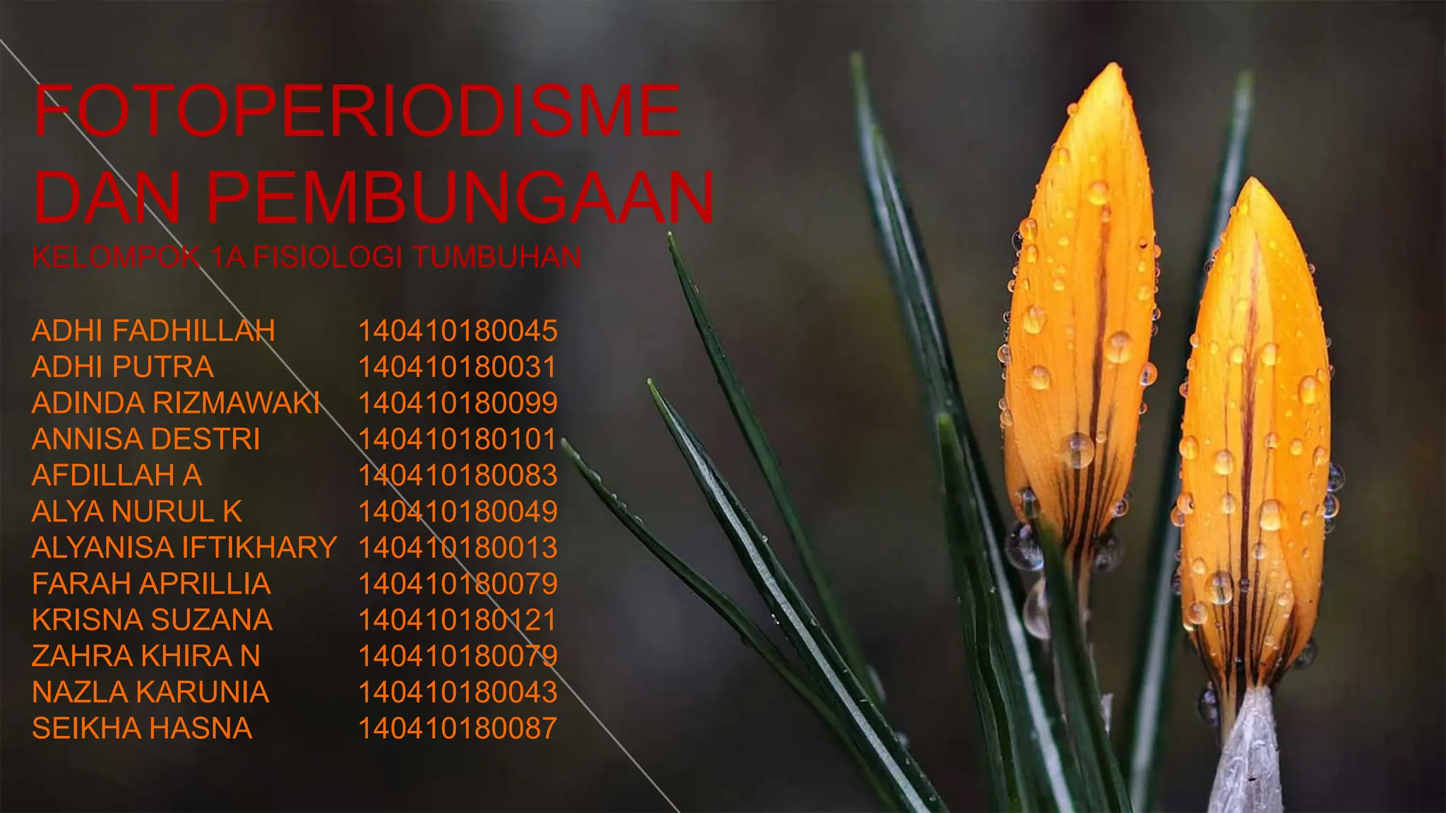 Kelompok 1A- Fotoperiodisme dan pembungaan.pptx