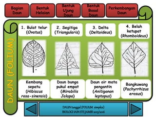 folium simplex morfolgi tumbuhan | PPTX