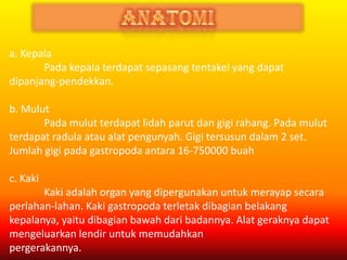 a. Kepala
Pada kepala terdapat sepasang tentakel yang dapat
dipanjang-pendekkan.
b. Mulut
Pada mulut terdapat lidah parut dan gigi rahang. Pada mulut
terdapat radula atau alat pengunyah. Gigi tersusun dalam 2 set.
Jumlah gigi pada gastropoda antara 16-750000 buah
c. Kaki
Kaki adalah organ yang dipergunakan untuk merayap secara
perlahan-lahan. Kaki gastropoda terletak dibagian belakang
kepalanya, yaitu dibagian bawah dari badannya. Alat geraknya dapat
mengeluarkan lendir untuk memudahkan
pergerakannya.
 