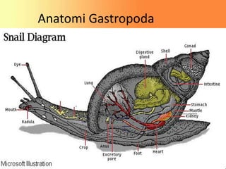 Anatomi Gastropoda
 