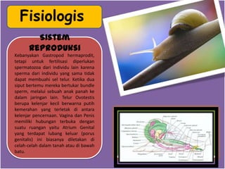 Sistem
Reproduksi
Kebanyakan Gastropod hermaprodit,
tetapi untuk fertilisasi diperlukan
spermatozoa dari individu lain karena
sperma dari individu yang sama tidak
dapat membuahi sel telur. Ketika dua
siput bertemu mereka bertukar bundle
sperm, melalui sebuah anak panah ke
dalam jaringan lain. Telur Ovotestis
berupa kelenjar kecil berwarna putih
kemerahan yang terletak di antara
kelenjar pencernaan. Vagina dan Penis
memiliki hubungan terbuka dengan
suatu ruangan yaitu Atrium Genital
yang terdapat lubang keluar (porus
genitalis) ini biasanya diletakan di
celah-celah dalam tanah atau di bawah
batu.
Fisiologis
 