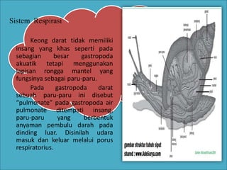 Sistem Respirasi
Keong darat tidak memiliki
insang yang khas seperti pada
sebagian besar gastropoda
akuatik tetapi menggunakan
lapisan rongga mantel yang
fungsinya sebagai paru-paru.
Pada gastropoda darat
sebuah paru-paru ini disebut
“pulmonate” pada gastropoda air
pulmonate ditempati insang,
paru-paru yang berbentuk
anyaman pembulu darah pada
dinding luar. Disinilah udara
masuk dan keluar melalui porus
respiratorius.
 