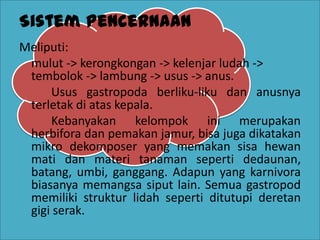 Sistem Pencernaan
Meliputi:
mulut -> kerongkongan -> kelenjar ludah ->
tembolok -> lambung -> usus -> anus.
Usus gastropoda berliku-liku dan anusnya
terletak di atas kepala.
Kebanyakan kelompok ini merupakan
herbifora dan pemakan jamur, bisa juga dikatakan
mikro dekomposer yang memakan sisa hewan
mati dan materi tanaman seperti dedaunan,
batang, umbi, ganggang. Adapun yang karnivora
biasanya memangsa siput lain. Semua gastropod
memiliki struktur lidah seperti ditutupi deretan
gigi serak.
 