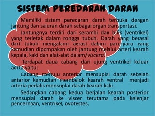 Sistem Peredaran Darah
Memiliki sistem peredaran darah terbuka dengan
jantung dan saluran darah sebagai organ transportasi.
Jantungnya terdiri dari serambi dan bilik (ventrikel)
yang terletak dalam rongga tubuh. Darah yang berasal
dari tubuh mengalami aerasi dalam paru-paru yang
kemudian dipompakan oleh jantung melalui arteri kearah
kepala, kaki dan alat-alat dalam/viscera.
Terdapat daua cabang dari ujung ventrikel keluar
aorta yaitu:
Cabang menuju anterior mensuplai darah sebelah
antarior kemudian membelok kearah ventral menjadi
arteria pedalis mensuplai darah kearah kaki.
Sedangkan cabang kedua berjalan kearah posterior
mensuplai darah ke viscer terutama pada kelenjar
pencernaan, ventrikel, ovotestes.
 