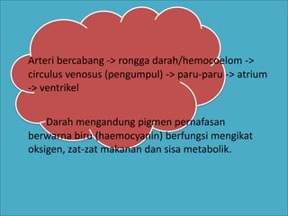 Arteri bercabang -> rongga darah/hemocoelom ->
circulus venosus (pengumpul) -> paru-paru -> atrium
-> ventrikel
Darah mengandung pigmen pernafasan
berwarna biru (haemocyanin) berfungsi mengikat
oksigen, zat-zat makanan dan sisa metabolik.
 