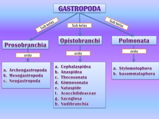 ordo ordo
ordo
Sub kelas
 
