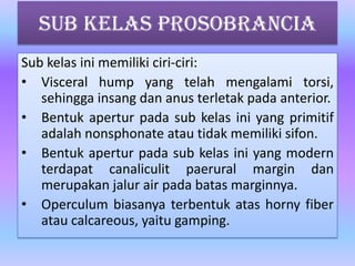 Sub Kelas Prosobrancia
Sub kelas ini memiliki ciri-ciri:
• Visceral hump yang telah mengalami torsi,
sehingga insang dan anus terletak pada anterior.
• Bentuk apertur pada sub kelas ini yang primitif
adalah nonsphonate atau tidak memiliki sifon.
• Bentuk apertur pada sub kelas ini yang modern
terdapat canaliculit paerural margin dan
merupakan jalur air pada batas marginnya.
• Operculum biasanya terbentuk atas horny fiber
atau calcareous, yaitu gamping.
 