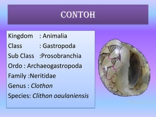 Contoh
Kingdom : Animalia
Class : Gastropoda
Sub Class :Prosobranchia
Ordo : Archaeogastropoda
Family :Neritidae
Genus : Clothon
Species: Clithon oaulaniensis
 