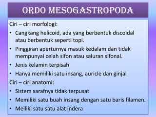 Ordo Mesogastropoda
Ciri – ciri morfologi:
• Cangkang helicoid, ada yang berbentuk discoidal
atau berbentuk seperti topi.
• Pinggiran aperturnya masuk kedalam dan tidak
mempunyai celah sifon atau saluran sifonal.
• Jenis kelamin terpisah
• Hanya memiliki satu insang, auricle dan ginjal
Ciri – ciri anatomi:
• Sistem sarafnya tidak terpusat
• Memiliki satu buah insang dengan satu baris filamen.
• Meiliki satu satu alat indera
 