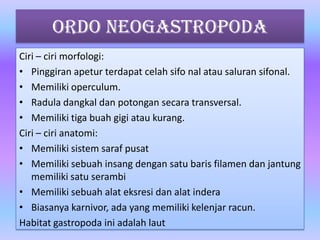 Ordo Neogastropoda
Ciri – ciri morfologi:
• Pinggiran apetur terdapat celah sifo nal atau saluran sifonal.
• Memiliki operculum.
• Radula dangkal dan potongan secara transversal.
• Memiliki tiga buah gigi atau kurang.
Ciri – ciri anatomi:
• Memiliki sistem saraf pusat
• Memiliki sebuah insang dengan satu baris filamen dan jantung
memiliki satu serambi
• Memiliki sebuah alat eksresi dan alat indera
• Biasanya karnivor, ada yang memiliki kelenjar racun.
Habitat gastropoda ini adalah laut
 