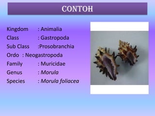 Kingdom : Animalia
Class : Gastropoda
Sub Class :Prosobranchia
Ordo : Neogastropoda
Family : Muricidae
Genus : Morula
Species : Morula foliacea
contoh
 