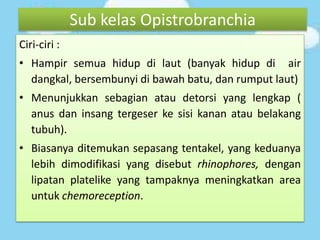 Sub kelas Opistrobranchia
Ciri-ciri :
• Hampir semua hidup di laut (banyak hidup di air
dangkal, bersembunyi di bawah batu, dan rumput laut)
• Menunjukkan sebagian atau detorsi yang lengkap (
anus dan insang tergeser ke sisi kanan atau belakang
tubuh).
• Biasanya ditemukan sepasang tentakel, yang keduanya
lebih dimodifikasi yang disebut rhinophores, dengan
lipatan platelike yang tampaknya meningkatkan area
untuk chemoreception.
 