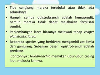• Tipe cangkang mereka tereduksi atau tidak ada
seluruhnya
• Hampir semua opistrobranch adalah hemaprodit,
namun mereka tidak dapat melakukan fertilisasi
sendiri.
• Perkembangan larva biasanya melewati tahap veliger
planktontic larva.
• Beberapa spesies yang herbivora mengambil zat kimia
dari ganggang. Sebagian besar opistrobranch adalah
predator.
Contohnya : Nudibranchia memakan ubur-ubur, cacing
laut, moluska lainnya.
 