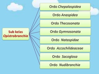 Sub kelas
Opistrobranchia
Ordo Chepalaspidea
Ordo Anaspidea
Ordo Thecosonata
Ordo Gymnosonata
Ordo Nataspidae
Ordo Accochilideaceae
Ordo Sacoglosa
Ordo Nudibranchia
 