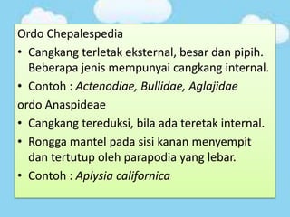 Ordo Chepalespedia
• Cangkang terletak eksternal, besar dan pipih.
Beberapa jenis mempunyai cangkang internal.
• Contoh : Actenodiae, Bullidae, Aglajidae
ordo Anaspideae
• Cangkang tereduksi, bila ada teretak internal.
• Rongga mantel pada sisi kanan menyempit
dan tertutup oleh parapodia yang lebar.
• Contoh : Aplysia californica
 
