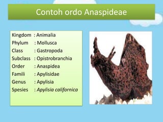 Kingdom : Animalia
Phylum : Mollusca
Class : Gastropoda
Subclass : Opistrobranchia
Order : Anaspidea
Famili : Apylisidae
Genus : Apylisia
Spesies : Apylisia californica
Contoh ordo Anaspideae
 