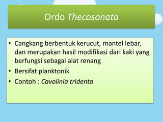 Ordo Thecosonata
• Cangkang berbentuk kerucut, mantel lebar,
dan merupakan hasil modifikasi dari kaki yang
berfungsi sebagai alat renang
• Bersifat planktonik
• Contoh : Cavolinia tridenta
 