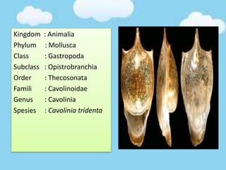 Kingdom : Animalia
Phylum : Mollusca
Class : Gastropoda
Subclass : Opistrobranchia
Order : Thecosonata
Famili : Cavolinoidae
Genus : Cavolinia
Spesies : Cavolinia tridenta
 