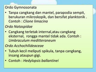 Ordo Gymnosonata
• Tanpa cangkang dan mantel, parapodia sempit,
berukuran mikroskopik, dan bersifat planktonik .
Contoh : Clione limacina
Ordo Nataspidae
• Cangkang terletak internal,atau cangkang
eksternal, rongga mantel tidak ada. Contoh :
Umbraculum meditteraneum
Ordo Acchochilideaceae
• Tubuh kecil meliputi spikula, tanpa cangkang,
insang ataupun gigi.
• Contoh : Hedylopsis ballantinei
 