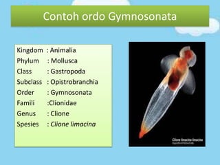 Kingdom : Animalia
Phylum : Mollusca
Class : Gastropoda
Subclass : Opistrobranchia
Order : Gymnosonata
Famili :Clionidae
Genus : Clione
Spesies : Clione limacina
Contoh ordo Gymnosonata
 