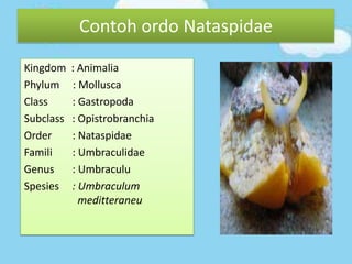 Kingdom : Animalia
Phylum : Mollusca
Class : Gastropoda
Subclass : Opistrobranchia
Order : Nataspidae
Famili : Umbraculidae
Genus : Umbraculu
Spesies : Umbraculum
meditteraneu
Contoh ordo Nataspidae
 