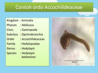 Kingdom : Animalia
Phylum : Mollusca
Class : Gastropoda
Subclass : Opistrobranchia
Order : Accochilideaceae
Family : Hedylopsidae
Genus : Hedylopis
Spesies : Hedylopis
ballantinei
Contoh ordo Accochilideaceae
 