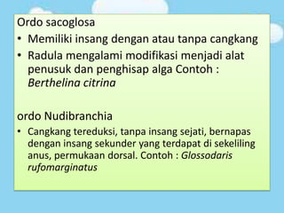 Ordo sacoglosa
• Memiliki insang dengan atau tanpa cangkang
• Radula mengalami modifikasi menjadi alat
penusuk dan penghisap alga Contoh :
Berthelina citrina
ordo Nudibranchia
• Cangkang tereduksi, tanpa insang sejati, bernapas
dengan insang sekunder yang terdapat di sekeliling
anus, permukaan dorsal. Contoh : Glossodaris
rufomarginatus
 