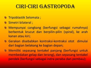 Ciri-ciri Gastropoda
Tripoblastik Selomata ;
Simetri bilateral ;
Mempunyai cangkang (berfungsi sebagai rumahnya)
berbentuk krucut dan berpilin-pilin (spiral), ke arah
kanan atau kiri;
Gerakan disebabkan kontraksi-kontraksi otot dimulai
dari bagian belakang ke bagian depan;
Memiliki sepasang tentakel panjang (berfungsi untuk
membedakan gelap dan terang), dan sepasang tentakel
pendek (berfungsi sebagai indra peraba dan pembau);
 