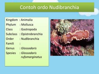 Kingdom : Animalia
Phylum : Mollusca
Class : Gastropoda
Subclass : Opistrobranchia
Order : Nudibranchia
Famili :
Genus : Glossodaris
Spesies : Glossodaris
rufomarginatus
Contoh ordo Nudibranchia
 