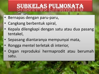 SUBKELAS PULMONATA
• Bernapas dengan paru-paru,
• Cangkang berbentuk spiral,
• Kepala dilengkapi dengan satu atau dua pasang
tentakel,
• Sepasang diantaranya mempunyai mata,
• Rongga mentel terletak di interior,
• Organ reproduksi hermaprodit atau berumah
satu.
 