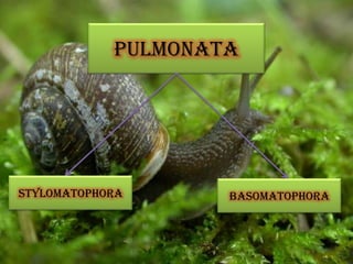 pulmonata
Stylomatophora basomatophora
 