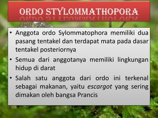 Ordo Stylommathopora
• Anggota ordo Sylommatophora memiliki dua
pasang tentakel dan terdapat mata pada dasar
tentakel posteriornya
• Semua dari anggotanya memiliki lingkungan
hidup di darat
• Salah satu anggota dari ordo ini terkenal
sebagai makanan, yaitu escargot yang sering
dimakan oleh bangsa Prancis
 