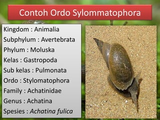 Contoh Ordo Sylommatophora
Kingdom : Animalia
Subphylum : Avertebrata
Phylum : Moluska
Kelas : Gastropoda
Sub kelas : Pulmonata
Ordo : Stylomatophora
Family : Achatinidae
Genus : Achatina
Spesies : Achatina fulica
 