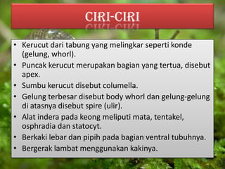 CIRI-CIRI
• Kerucut dari tabung yang melingkar seperti konde
(gelung, whorl).
• Puncak kerucut merupakan bagian yang tertua, disebut
apex.
• Sumbu kerucut disebut columella.
• Gelung terbesar disebut body whorl dan gelung-gelung
di atasnya disebut spire (ulir).
• Alat indera pada keong meliputi mata, tentakel,
osphradia dan statocyt.
• Berkaki lebar dan pipih pada bagian ventral tubuhnya.
• Bergerak lambat menggunakan kakinya.
 