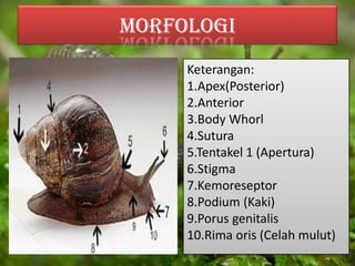 MORFOLOGI
Keterangan:
1.Apex(Posterior)
2.Anterior
3.Body Whorl
4.Sutura
5.Tentakel 1 (Apertura)
6.Stigma
7.Kemoreseptor
8.Podium (Kaki)
9.Porus genitalis
10.Rima oris (Celah mulut)
 