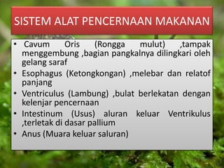 SISTEM ALAT PENCERNAAN MAKANAN
• Cavum Oris (Rongga mulut) ,tampak
menggembung ,bagian pangkalnya dilingkari oleh
gelang saraf
• Esophagus (Ketongkongan) ,melebar dan relatof
panjang
• Ventriculus (Lambung) ,bulat berlekatan dengan
kelenjar pencernaan
• Intestinum (Usus) aluran keluar Ventrikulus
,terletak di dasar pallium
• Anus (Muara keluar saluran)
 