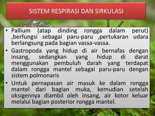 SISTEM RESPIRASI DAN SIRKULASI
• Pallium (atap dinding rongga dalam perut)
,berfungsi sebagai paru-paru ,pertukaran udara
berlangsung pada bagian vassa-vassa.
• Gastropoda yang hidup di air bernafas dengan
insang, sedangkan yang hidup di darat
menggunakan pembuluh darah yang terdapat
dalam rongga mantel sebagai paru-paru dengan
sistem polmonaris
• Untuk pernapasan air masuk ke dalam rongga
mantel dari bagian muka, kemudian setelah
oksigennya diambil oleh insang, air kotor keluar
melalui bagian posterior rongga mantel.
 