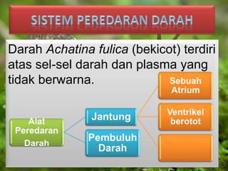 Darah Achatina fulica (bekicot) terdiri
atas sel-sel darah dan plasma yang
tidak berwarna.
Alat
Peredaran
Darah
Jantung
Sebuah
Atrium
Ventrikel
berotot
Pembuluh
Darah
 