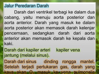 Jalur Peredaran Darah
Darah dari ventrikel terbagi ke dalam dua
cabang, yaitu menuju aorta posterior dan
aorta anterior. Darah yang masuk ke dalam
aorta posterior akan memasok darah kelenjar
pencernaan, sedangkan darah dari aorta
anterior akan memasok darah ke kepala dan
kaki.
Darah dari kapiler arteri kapiler vena
jantung (melalui sinus).
Darah dari sinus dinding rongga mantel.
Setelah terjadi pertukaran gas, darah yang
kaya akan O masuk ke vena pulmonalis
 