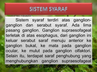 Sistem syaraf terdiri atas ganglion-
ganglion dan serabut syaraf. Ada lima
pasang ganglion. Ganglion supraesofageal
terletak di atas esophagus, dari ganglion ini
keluar serabut saraf menuju anterior ke
ganglion bukal, ke mata pada ganglion
ocular, ke mulut pada ganglion olfaktori.
Selain itu, terdapat saraf penghubung yang
menghubungkan ganglion supraesofageal
dengan ganglion di bawah esophagus.
 