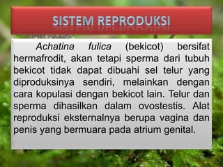 Achatina fulica (bekicot) bersifat
hermafrodit, akan tetapi sperma dari tubuh
bekicot tidak dapat dibuahi sel telur yang
diproduksinya sendiri, melainkan dengan
cara kopulasi dengan bekicot lain. Telur dan
sperma dihasilkan dalam ovostestis. Alat
reproduksi eksternalnya berupa vagina dan
penis yang bermuara pada atrium genital.
 