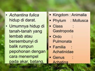 • Achantina fulica
hidup di darat.
• Umumnya hidup di
tanah-tanah yang
lembab atau
bersembunyi di
balik rumpun
pepohonan dengan
cara menempel
pada akar, batang,
atau memanjat.
 Kingdom : Animalia
 Phylum : Mollusca
 Class :
Gastropoda
 Ordo :
Pulmonata
 Familia :
Achatinidae
 Genus :
Achatina
 Spesies :
 