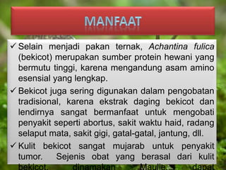  Selain menjadi pakan ternak, Achantina fulica
(bekicot) merupakan sumber protein hewani yang
bermutu tinggi, karena mengandung asam amino
esensial yang lengkap.
 Bekicot juga sering digunakan dalam pengobatan
tradisional, karena ekstrak daging bekicot dan
lendirnya sangat bermanfaat untuk mengobati
penyakit seperti abortus, sakit waktu haid, radang
selaput mata, sakit gigi, gatal-gatal, jantung, dll.
 Kulit bekicot sangat mujarab untuk penyakit
tumor. Sejenis obat yang berasal dari kulit
bekicot, dinamakan Maulie, dapat
 