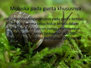 Moluska pada gurita khususnya
Hektopotilus(lengan khusus pada gurita betina),
menjaga sperma tetap hidup betina dalam
tubuh betina dr jantan nunggu sampe telur
gurita matang, sekali pmbuahan 200.000
(pada gurita). Jantan menitipkan spermanya
 