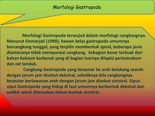 Morfologi Gastropoda terwujud dalam morfologi cangkangnya.
Menurut Oemarjati (1990), hewan kelas gastropoda umumnya
bercangkang tunggal, yang terpilin membentuk spiral, beberapa jenis
diantaranya tidak mempunyai cangkang, Sebagian besar terbuat dari
bahan kalsium karbonat yang di bagian luarnya dilapisi periostrakum
dan zat tanduk.
Cangkang Gastropoda yang berputar ke arah belakang searah
dengan jarum jam disebut dekstral, sebaliknya bila cangkangnya
berputar berlawanan arah dengan jarum jam disebut sinistral. Siput-
siput Gastropoda yang hidup di laut umumnya berbentuk dekstral dan
sedikit sekali ditemukan dalam bentuk sinistral.
Morfologi Gastropoda
 