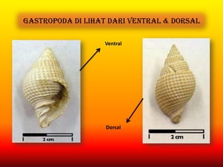 Gastropoda di Lihat dari Ventral & Dorsal
Ventral
Dorsal
 