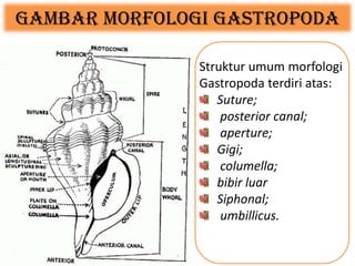 Gambar Morfologi Gastropoda
Struktur umum morfologi
Gastropoda terdiri atas:
Suture;
posterior canal;
aperture;
Gigi;
columella;
bibir luar
Siphonal;
umbillicus.
 