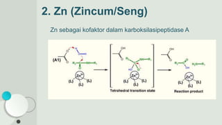 Zn sebagai kofaktor dalam karboksilasipeptidase A
2. Zn (Zincum/Seng)
 