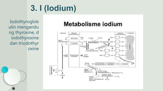 3. I (Iodium)
Iodothyroglob
ulin mengandu
ng thyroxine, d
iodothyroxine
dan triodothyr
oxine
 