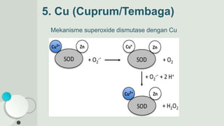 5. Cu (Cuprum/Tembaga)
Mekanisme superoxide dismutase dengan Cu
 